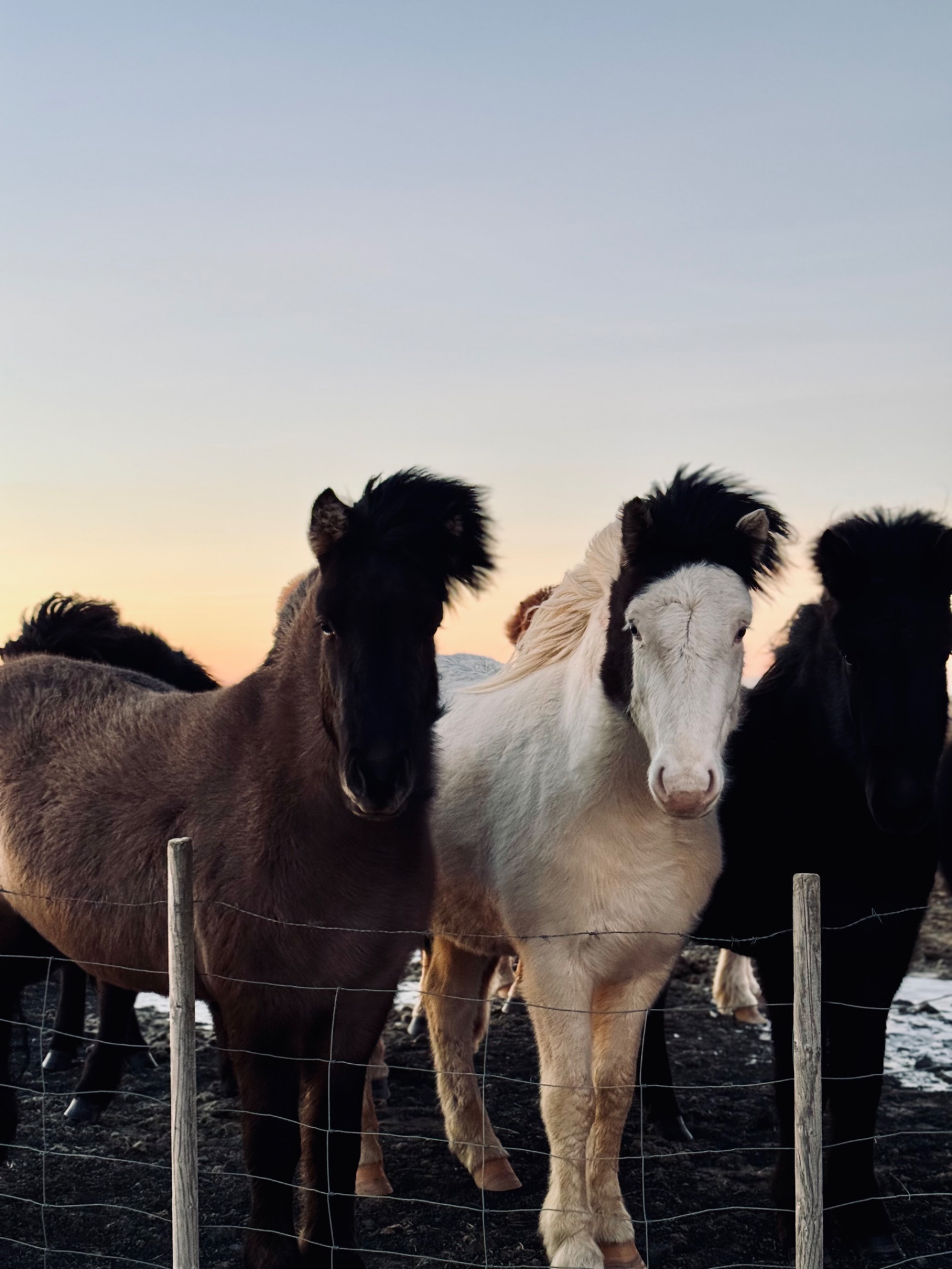 Islandia — foto